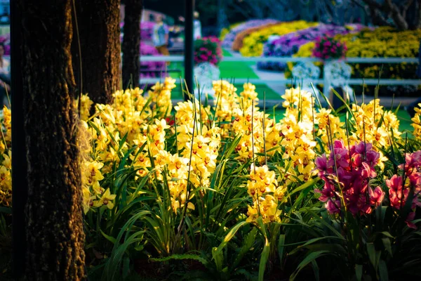 チエンライ の花の写真 — ストック写真