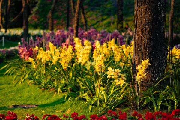 チエンライ の花の写真 — ストック写真