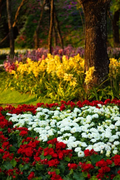 チエンライ の花の写真 — ストック写真