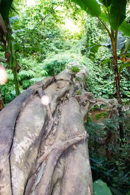 Tayland, Chiang Rai 'deki Beyaz Tapınak Bölgesi 