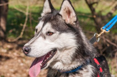 Yeşil bir ortamda yürüdü ise kira kontratı üstünde a malamute köpek portresi.