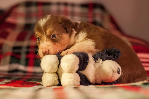 Cuatro Semanas Edad Recién Nacido Lindo Borde Collie Cachorro Con —  Fotos de Stock