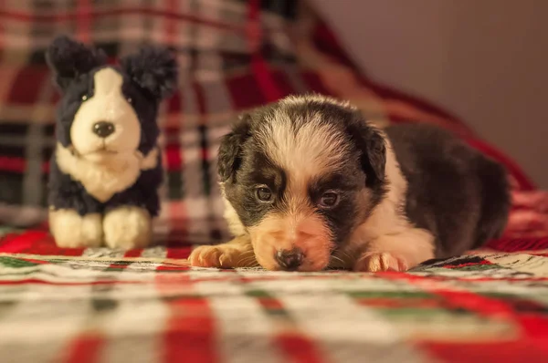 Quatro Semanas Idade Recém Nascido Bonito Fronteira Collie Filhote Cachorro — Fotografia de Stock