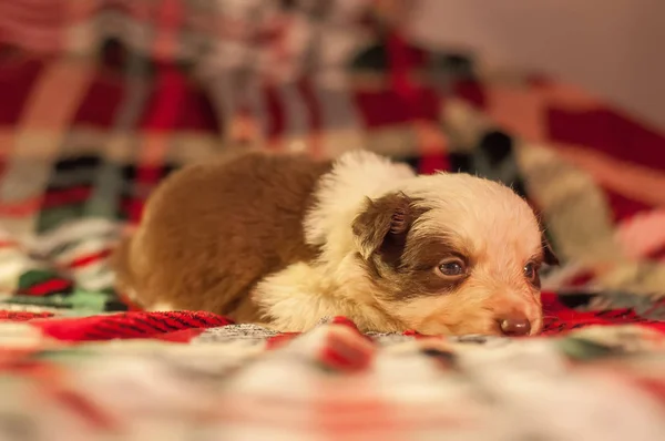 家庭環境が市松模様のベッドカバーで生後 週間新生児かわいいボーダーコリー子犬 — ストック写真