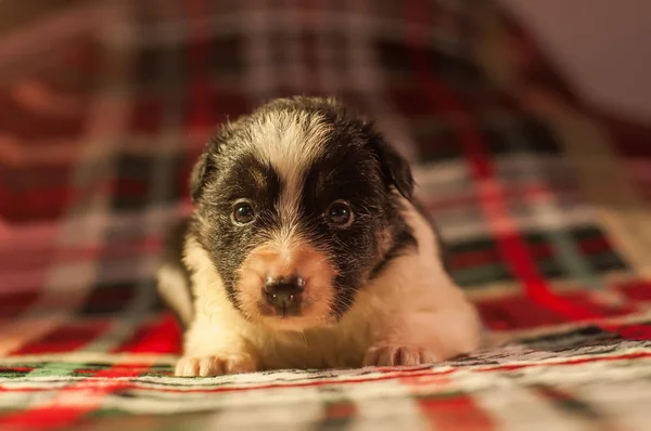 Quatro Semanas Idade Recém Nascido Bonito Fronteira Collie Filhote Cachorro — Fotografia de Stock