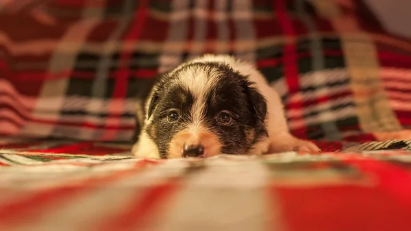 Quatro Semanas Idade Recém Nascido Bonito Fronteira Collie Filhote Cachorro — Fotografia de Stock