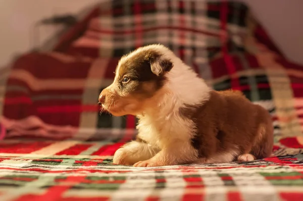 Quatro Semanas Idade Recém Nascido Bonito Fronteira Collie Filhote Cachorro — Fotografia de Stock