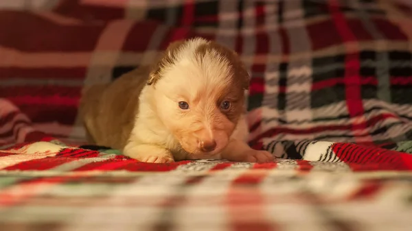 Quatro Semanas Idade Recém Nascido Bonito Fronteira Collie Filhote Cachorro — Fotografia de Stock