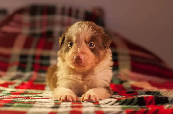 Czterech Tygodni Życia Noworodka Ładna Border Collie Szczeniak Środowisku Domowym — Zdjęcie stockowe