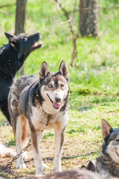 Vários Cães Husky Malamute Esperando Antes Sleddog Corridas Ambiente Verde — Fotografia de Stock