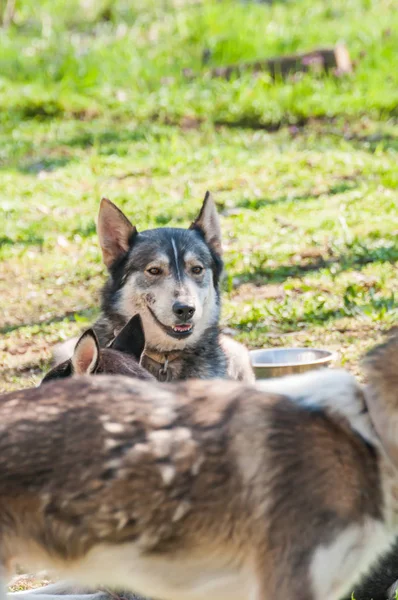 Plusieurs Chiens Husky Malamute Attendent Avant Course Chiens Traîneau Dans — Photo