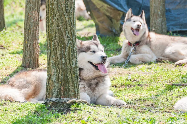 在森林里的绿色环境中 几只哈士奇犬和恶语症狗在雪橇比赛前等待 — 图库照片