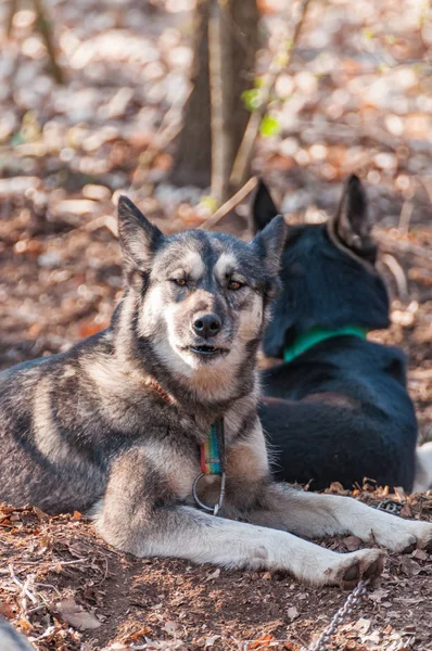 Plusieurs Chiens Husky Malamute Attendent Avant Course Chiens Traîneau Dans — Photo