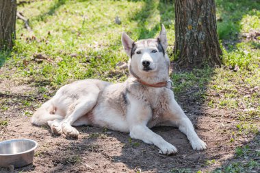 Ormandaki yeşil bir çevrede sleddog yarıştan önce husky köpek portresi.