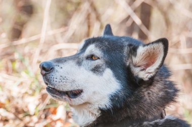 Ormandaki yeşil bir çevrede sleddog yarıştan önce husky köpek portresi.