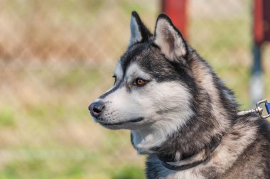 Ormandaki yeşil bir çevrede sleddog yarıştan önce husky köpek portresi.