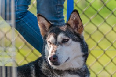 Ormandaki yeşil bir çevrede sleddog yarıştan önce husky köpek portresi.