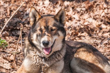 Ormandaki yeşil bir çevrede sleddog yarıştan önce husky köpek portresi.