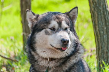 Ormandaki yeşil bir çevrede sleddog yarıştan önce husky köpek portresi.