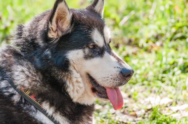 Ormandaki yeşil bir çevrede sleddog yarıştan önce husky köpek portresi.