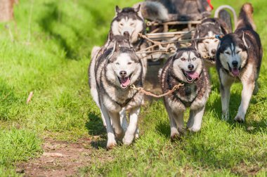 Dış yapraklar ve malamute sleddogs bir yeşil orman ortamında yarış.
