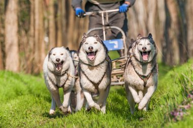 Dış yapraklar ve malamute sleddogs bir yeşil orman ortamında yarış.