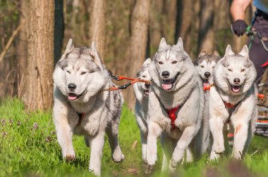 Dış yapraklar ve malamute sleddogs bir yeşil orman ortamında yarış.