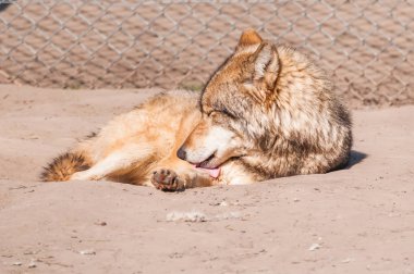 Bir güzel kurt yalan ve hayvanat bahçesinde bir güneşli gündüzleri istirahat.
