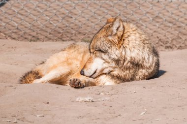 Bir güzel kurt yalan ve hayvanat bahçesinde bir güneşli gündüzleri istirahat.