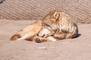 Bir güzel kurt yalan ve hayvanat bahçesinde bir güneşli gündüzleri istirahat.