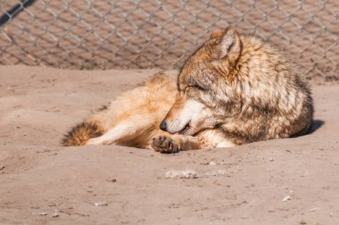 Bir güzel kurt yalan ve hayvanat bahçesinde bir güneşli gündüzleri istirahat.