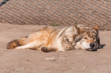 Bir güzel kurt yalan ve hayvanat bahçesinde bir güneşli gündüzleri istirahat.