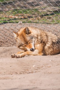 Bir güzel kurt yalan ve hayvanat bahçesinde bir güneşli gündüzleri istirahat.
