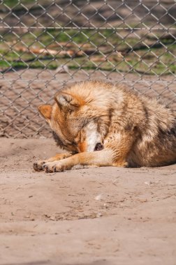 Bir güzel kurt yalan ve hayvanat bahçesinde bir güneşli gündüzleri istirahat.