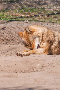 Bir güzel kurt yalan ve hayvanat bahçesinde bir güneşli gündüzleri istirahat.