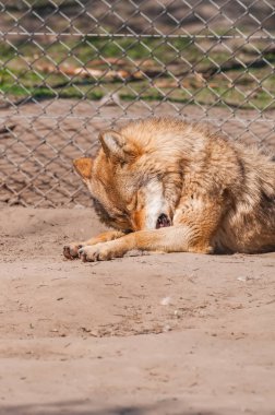 Bir güzel kurt yalan ve hayvanat bahçesinde bir güneşli gündüzleri istirahat.