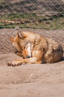 Bir güzel kurt yalan ve hayvanat bahçesinde bir güneşli gündüzleri istirahat.
