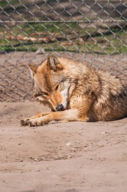Bir güzel kurt yalan ve hayvanat bahçesinde bir güneşli gündüzleri istirahat.