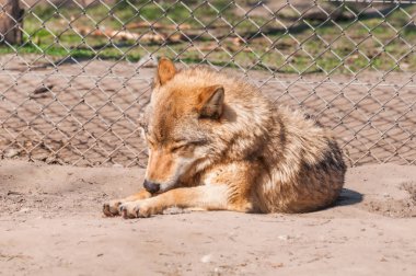 Bir güzel kurt yalan ve hayvanat bahçesinde bir güneşli gündüzleri istirahat.