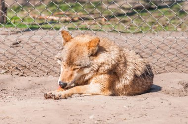 Bir güzel kurt yalan ve hayvanat bahçesinde bir güneşli gündüzleri istirahat.