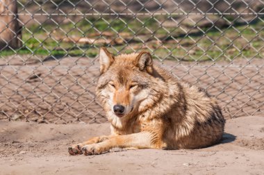 Bir güzel kurt yalan ve hayvanat bahçesinde bir güneşli gündüzleri istirahat.