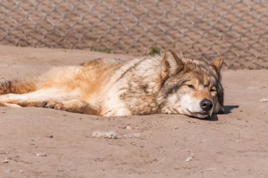 Bir güzel kurt yalan ve hayvanat bahçesinde bir güneşli gündüzleri istirahat.