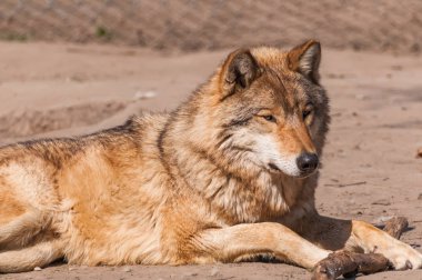 Bir güzel kurt yalan ve hayvanat bahçesinde bir güneşli gündüzleri istirahat.