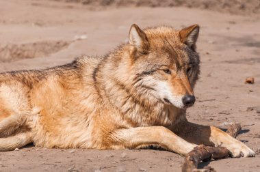 Bir güzel kurt yalan ve hayvanat bahçesinde bir güneşli gündüzleri istirahat.