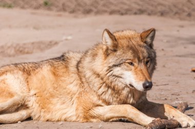Bir güzel kurt yalan ve hayvanat bahçesinde bir güneşli gündüzleri istirahat.