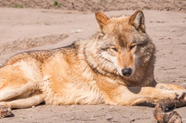 Bir güzel kurt yalan ve hayvanat bahçesinde bir güneşli gündüzleri istirahat.