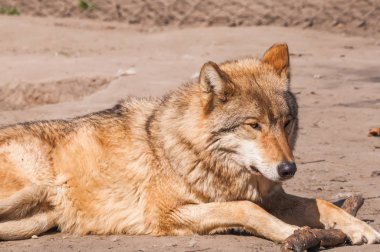 Bir güzel kurt yalan ve hayvanat bahçesinde bir güneşli gündüzleri istirahat.