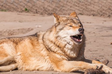 Bir güzel kurt yalan ve hayvanat bahçesinde bir güneşli gündüzleri istirahat.