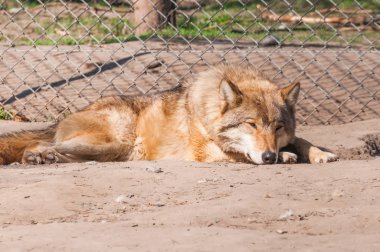 Bir güzel kurt yalan ve hayvanat bahçesinde bir güneşli gündüzleri istirahat.