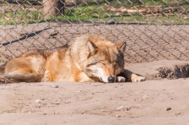 Bir güzel kurt yalan ve hayvanat bahçesinde bir güneşli gündüzleri istirahat.